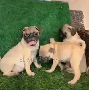 1-3 months Male Purebred Pug