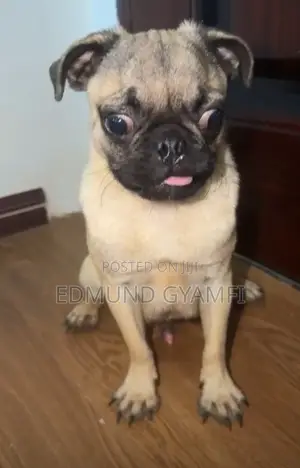 6-12 months Male Purebred Pug