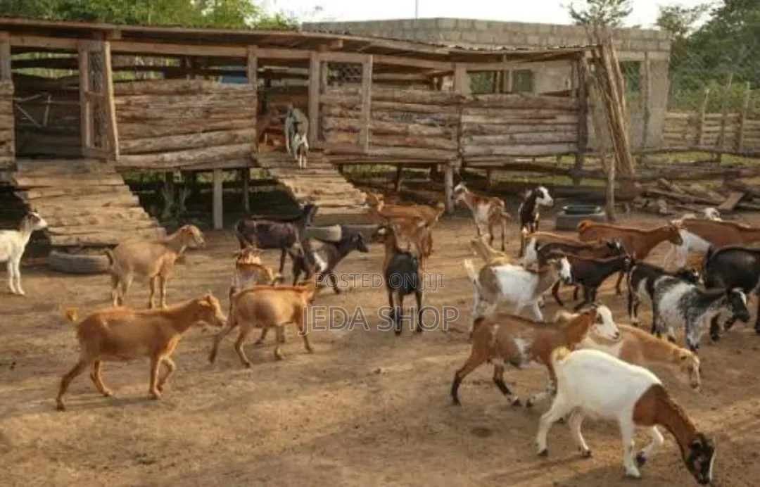 Animal Faworker Needed