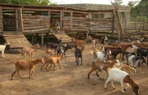 Animal Faworker Needed