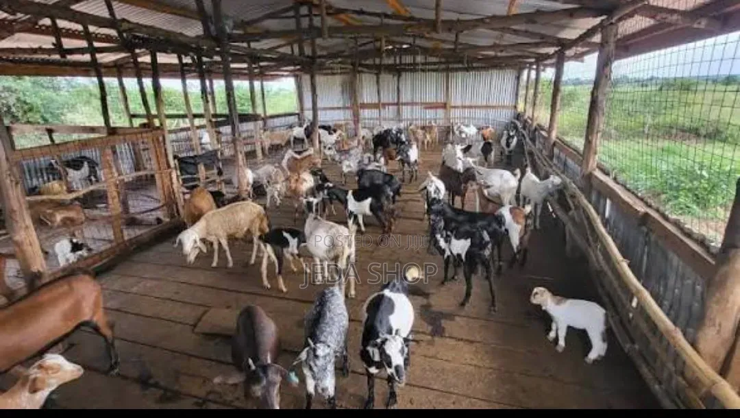 Animal Faworker Needed