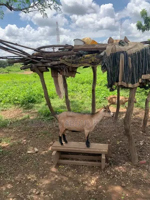 The Animals Seller