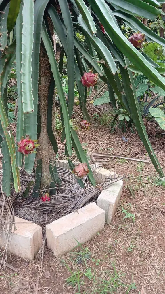 Dragon Fruit Cuttings for Planting