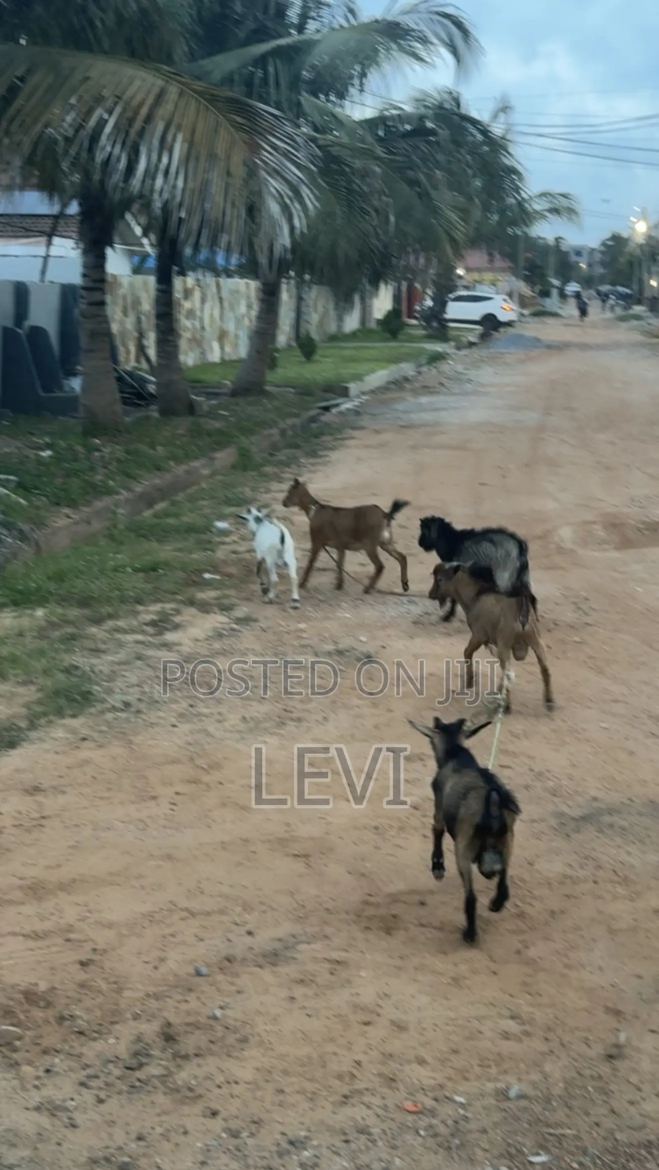 Healthy Live Goats for Sale (Various Sizes)