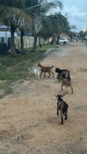 Healthy Live Goats for Sale (Various Sizes)
