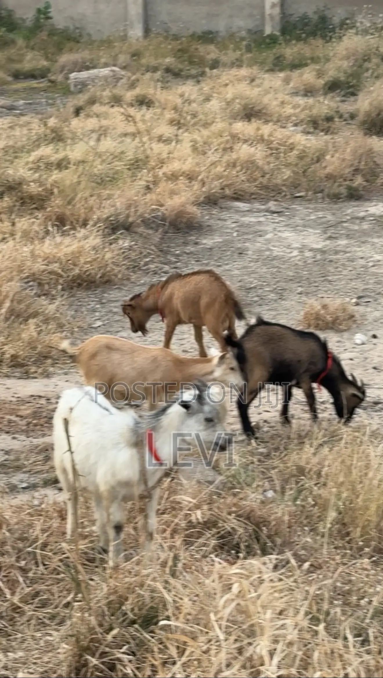 Healthy Live Goats for Sale (Various Sizes)