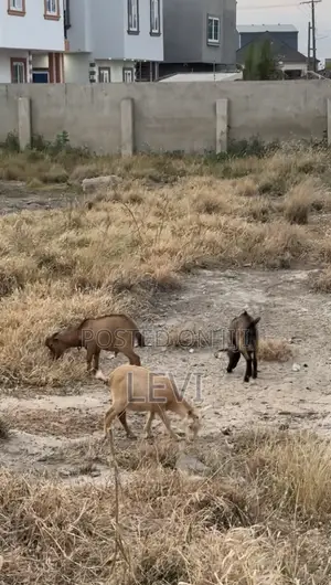 Healthy Live Goats for Sale (Various Sizes)