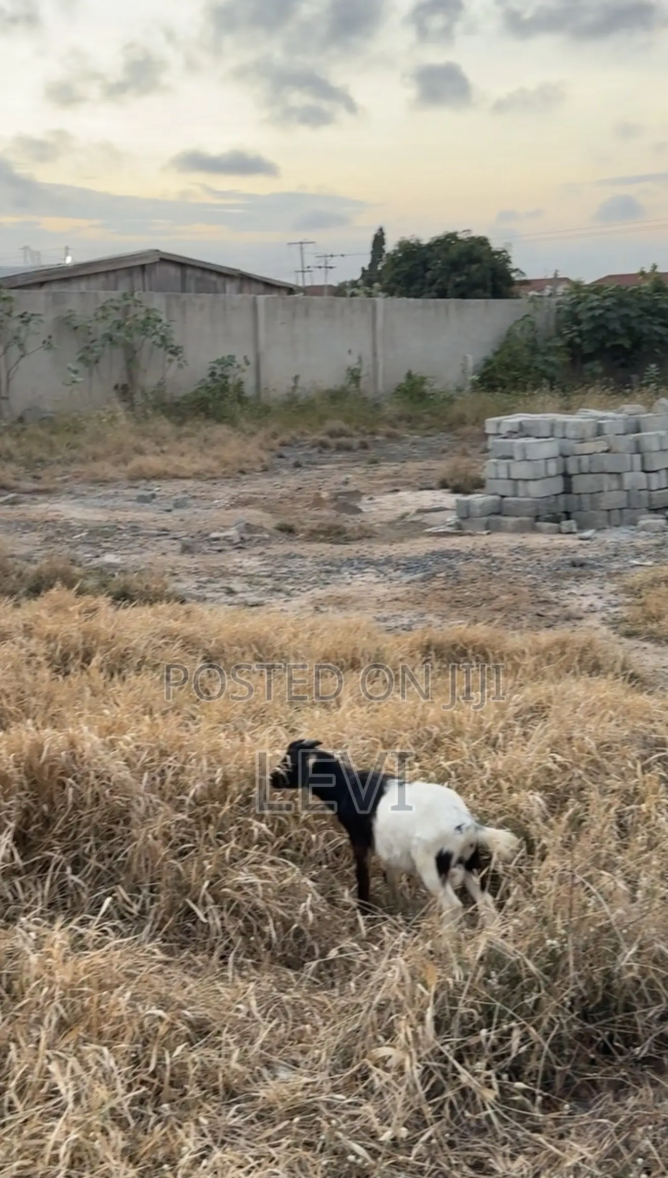 Healthy Live Goats for Sale (Various Sizes)