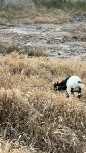 Healthy Live Goats for Sale (Various Sizes)