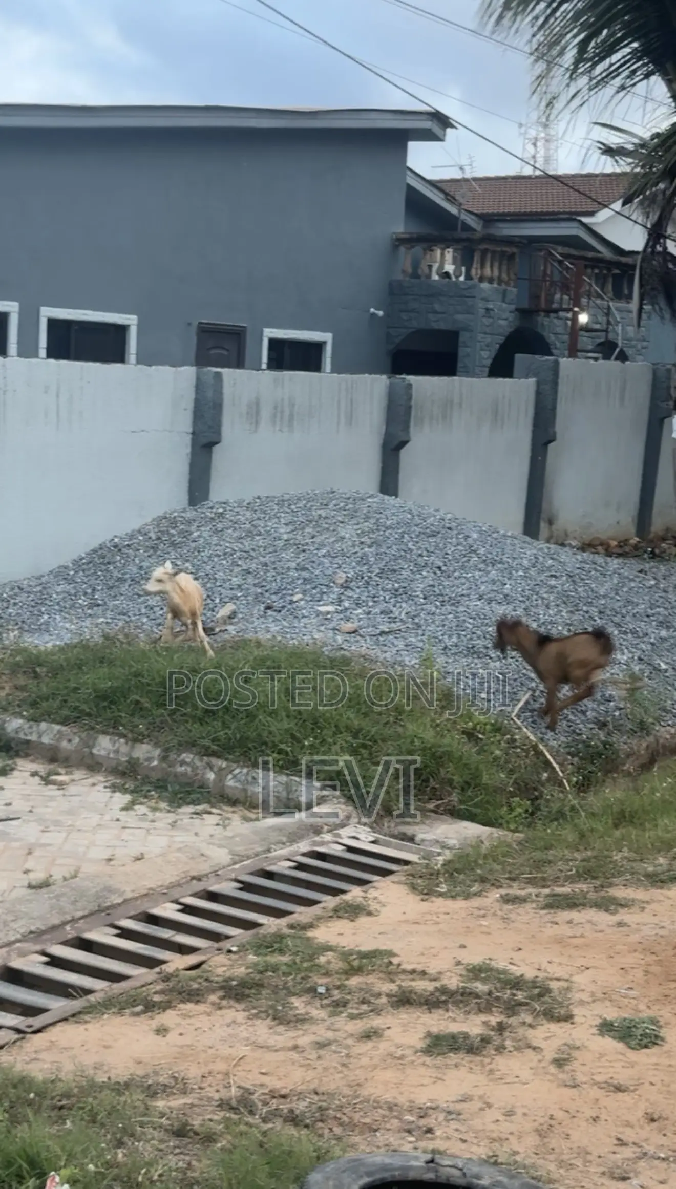 Healthy Live Goats for Sale (Various Sizes)