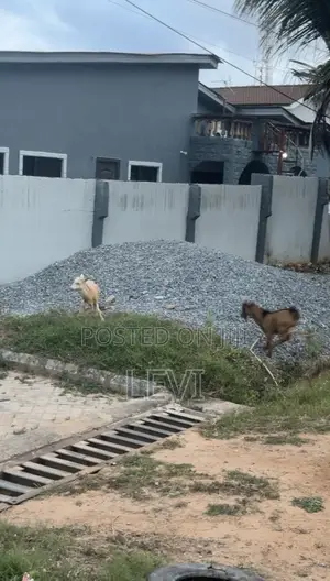 Healthy Live Goats for Sale (Various Sizes)