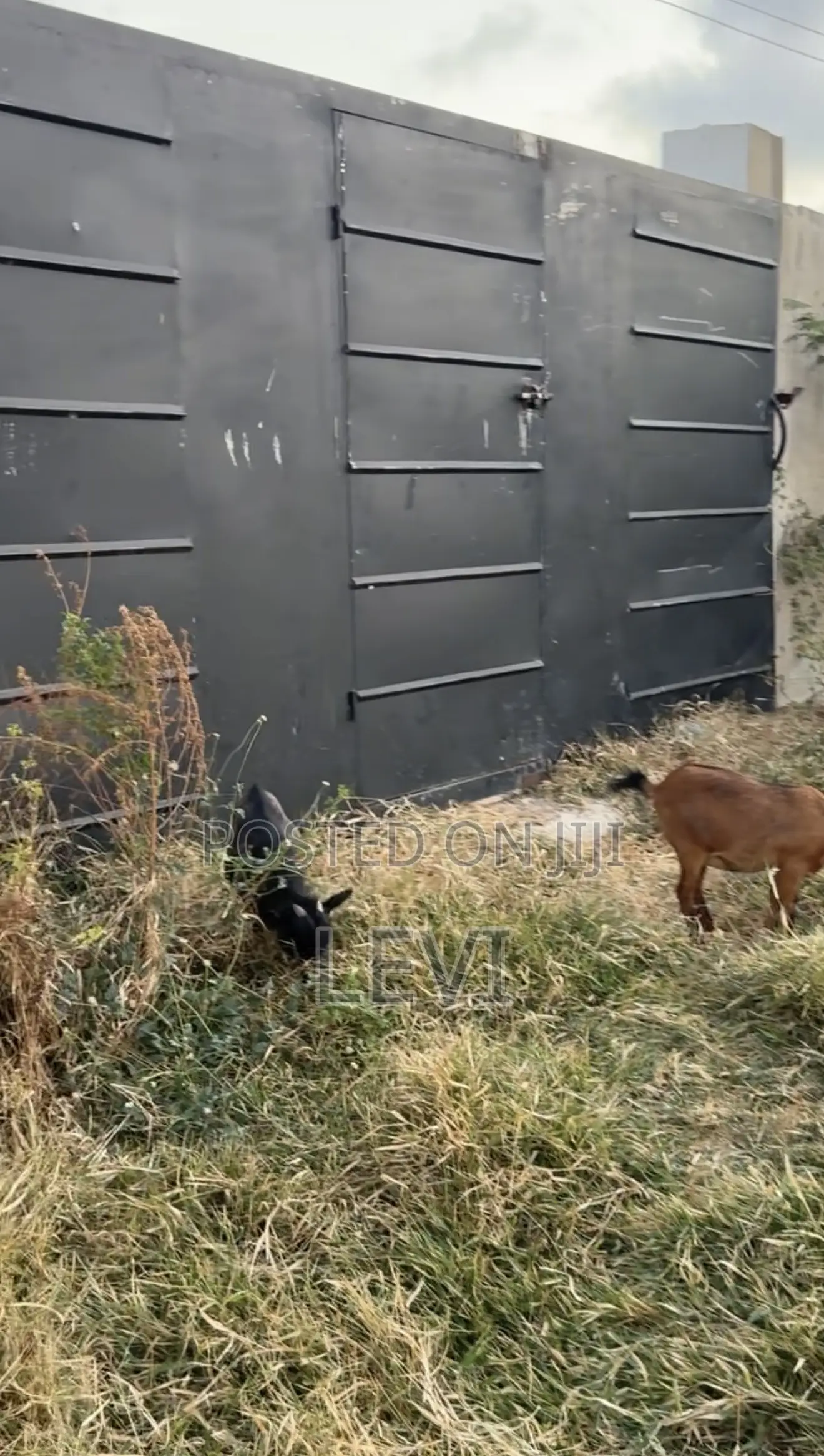 Healthy Live Goats for Sale (Various Sizes)