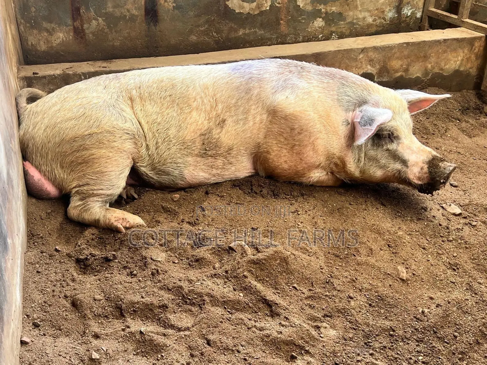Premium Pork Livestock for Sale