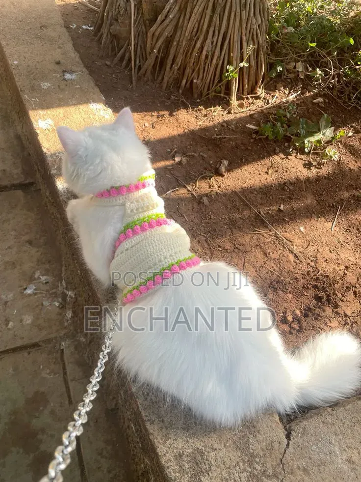 Pet Clothes