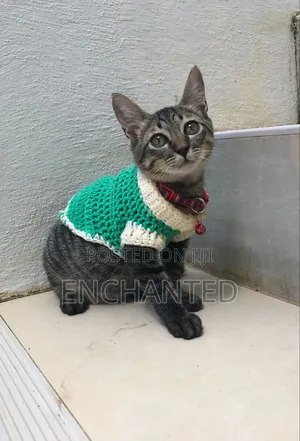 Pet Clothes