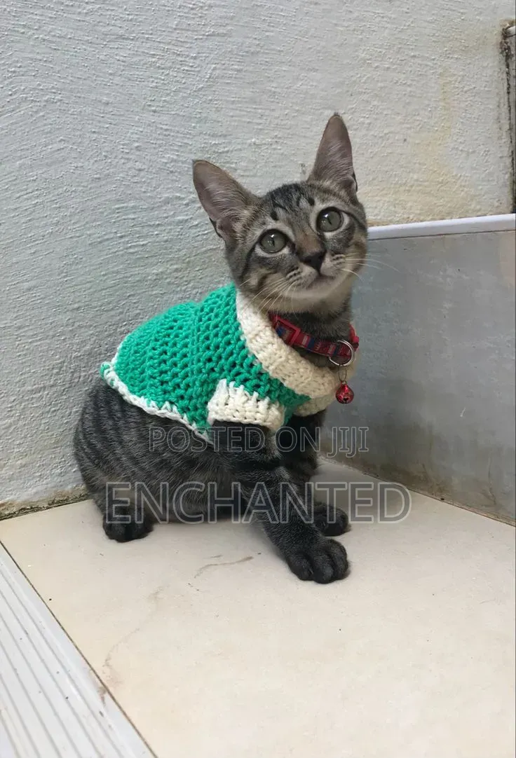 Pet Clothes