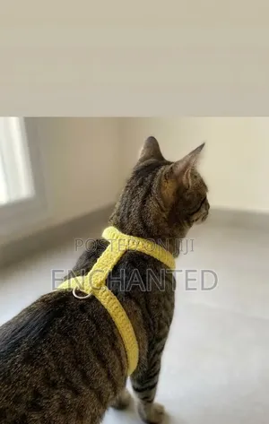 Pet Clothes