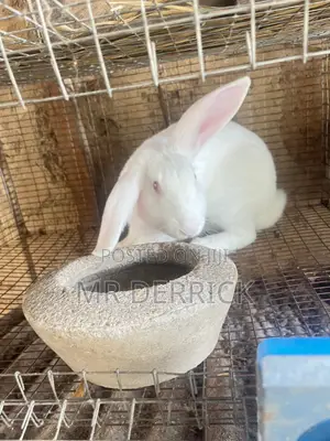 Male Rabbits