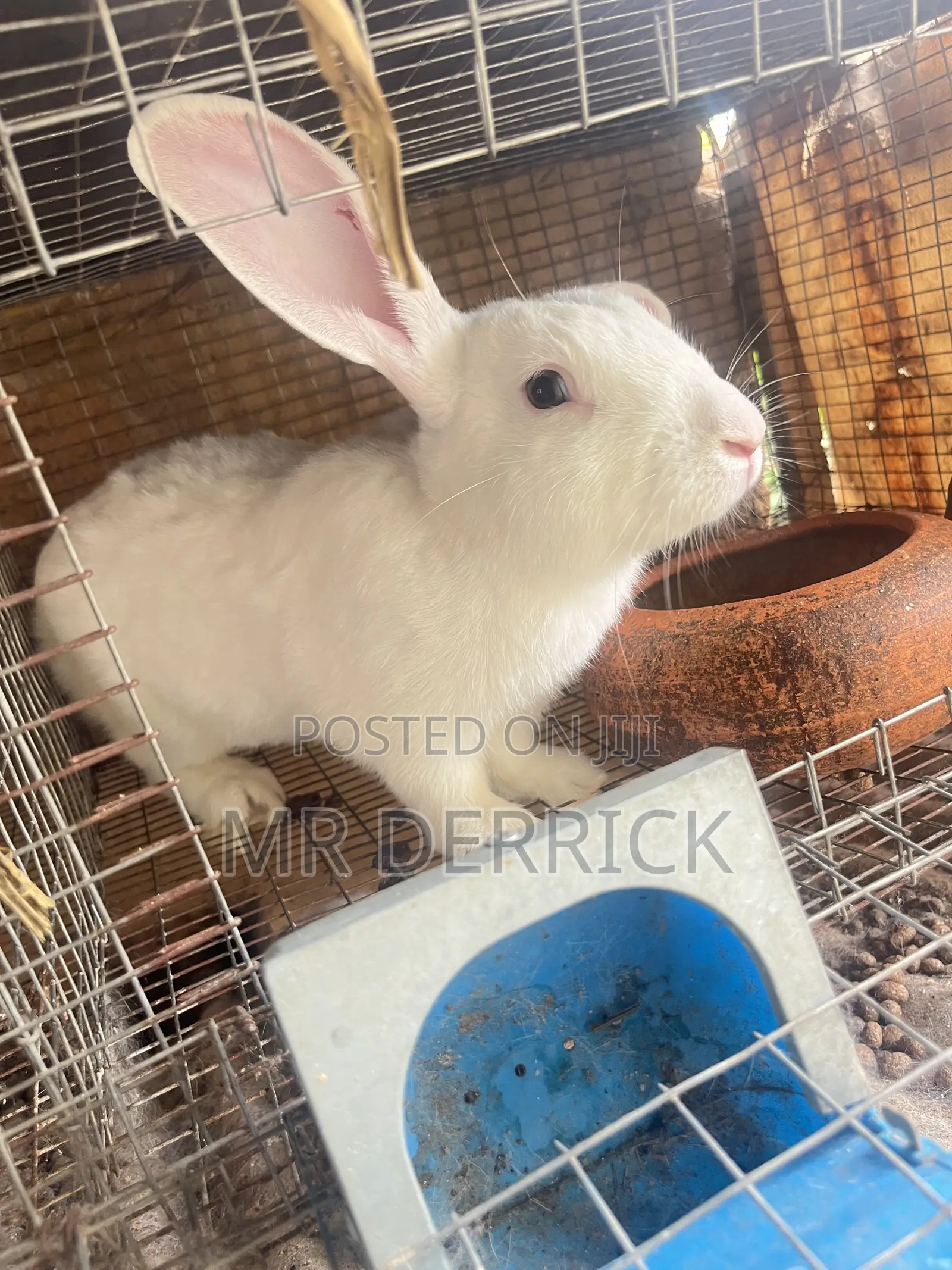Male Rabbits