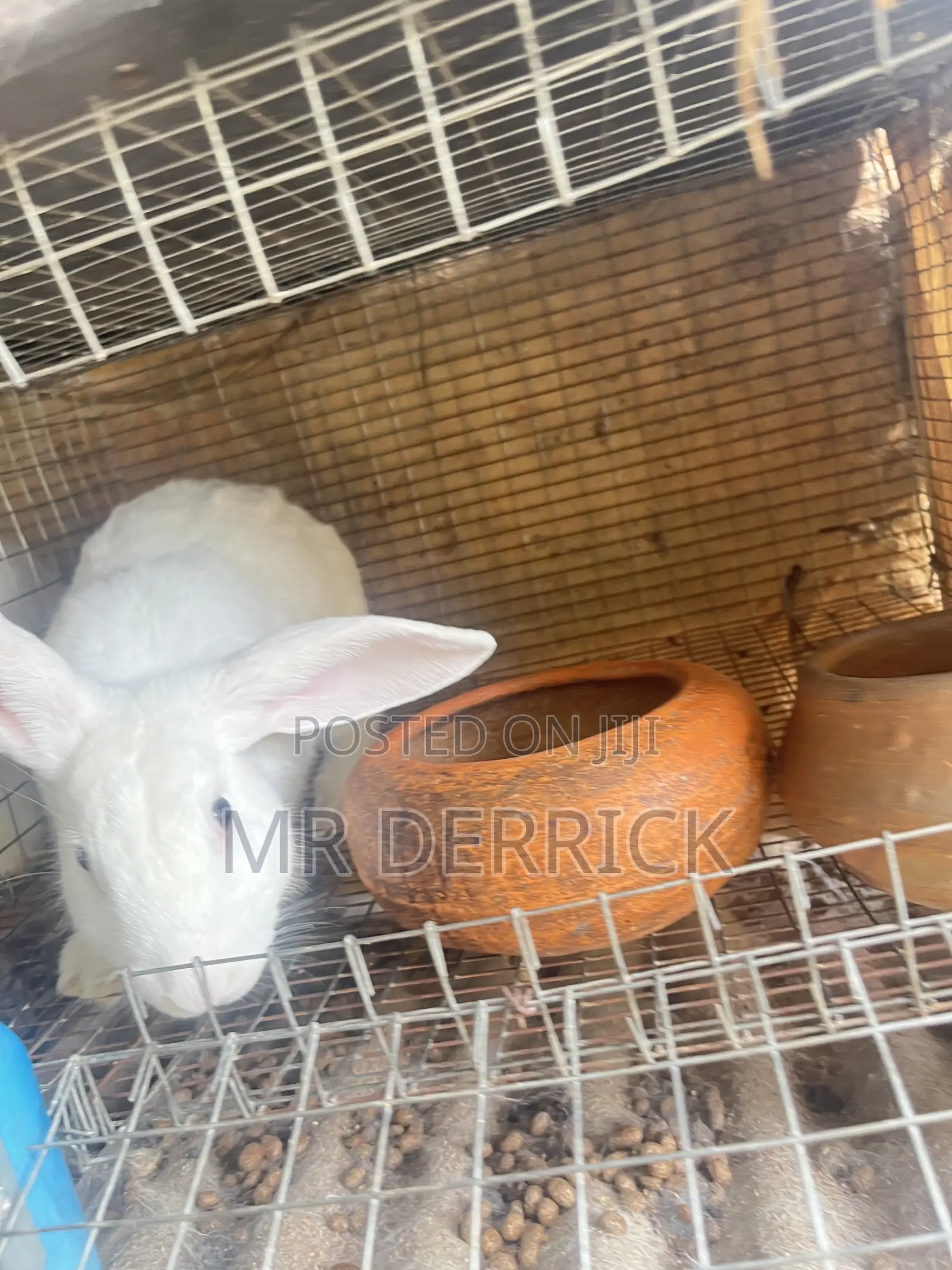 Male Rabbits