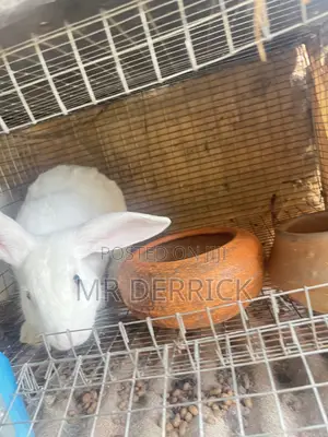 Male Rabbits
