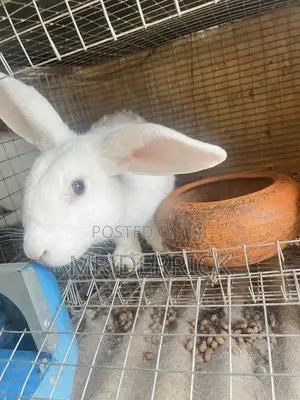 Male Rabbits