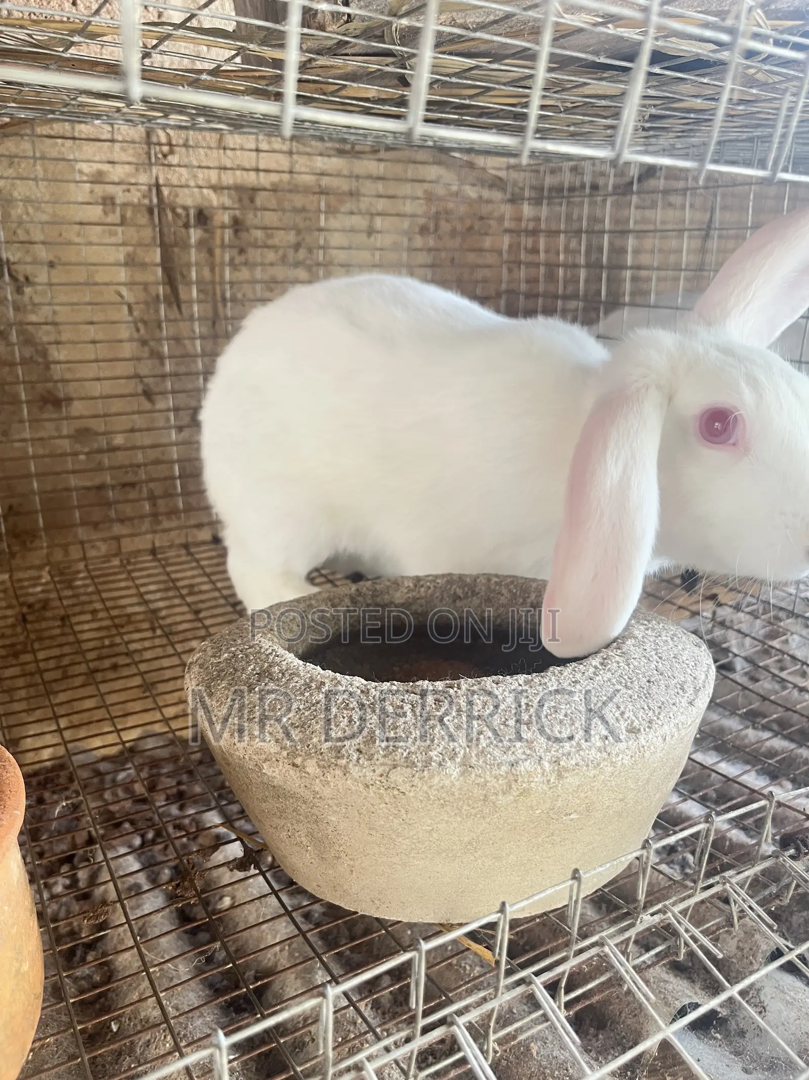 Male Rabbits