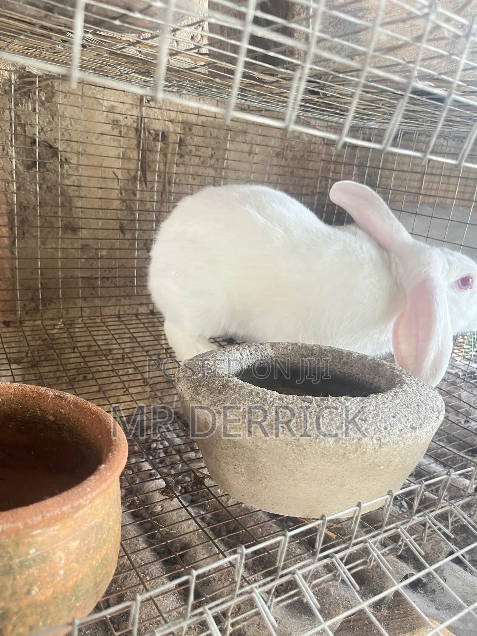 Male Rabbits