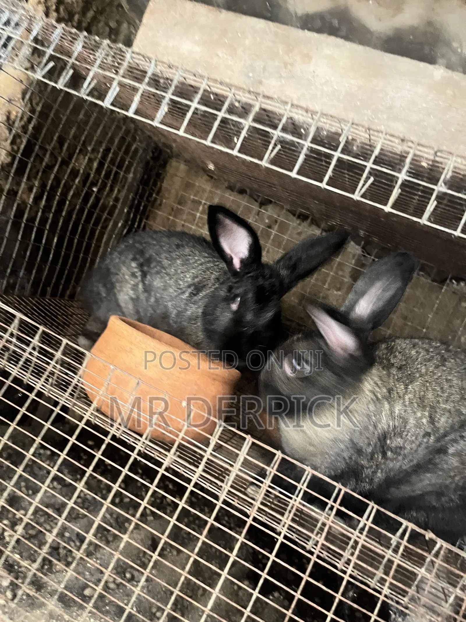 Male and Female Rabbits