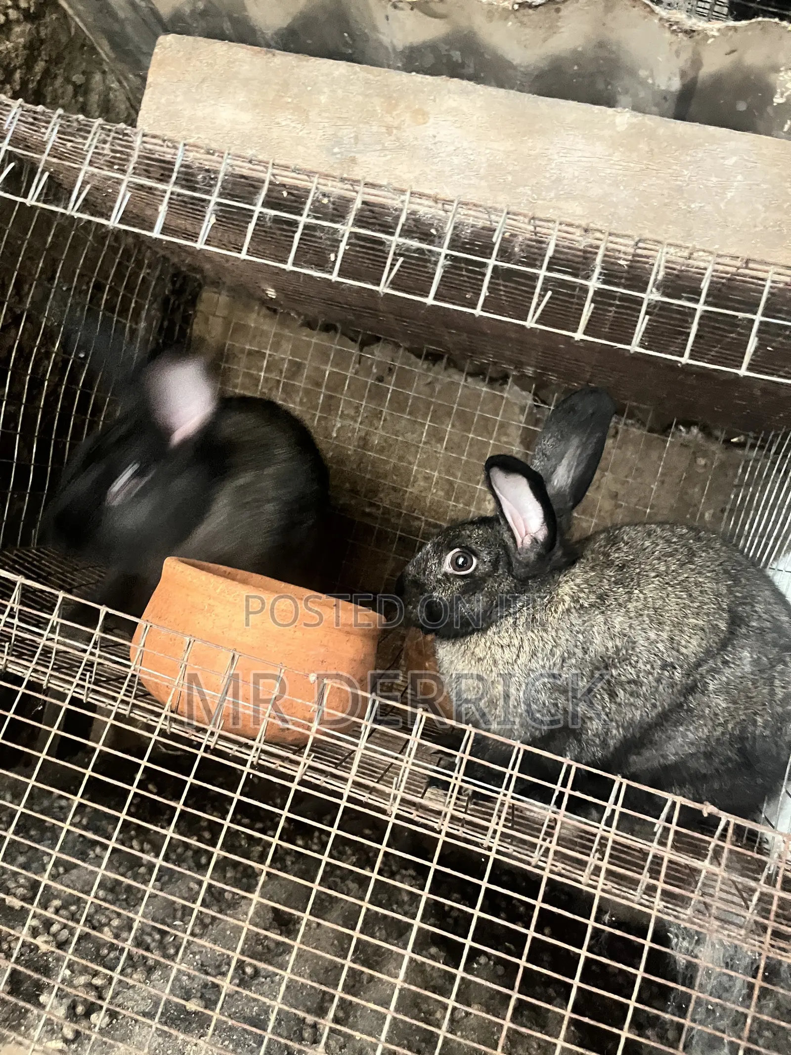 Male and Female Rabbits