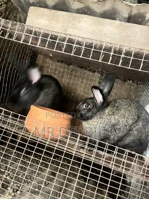 Male and Female Rabbits