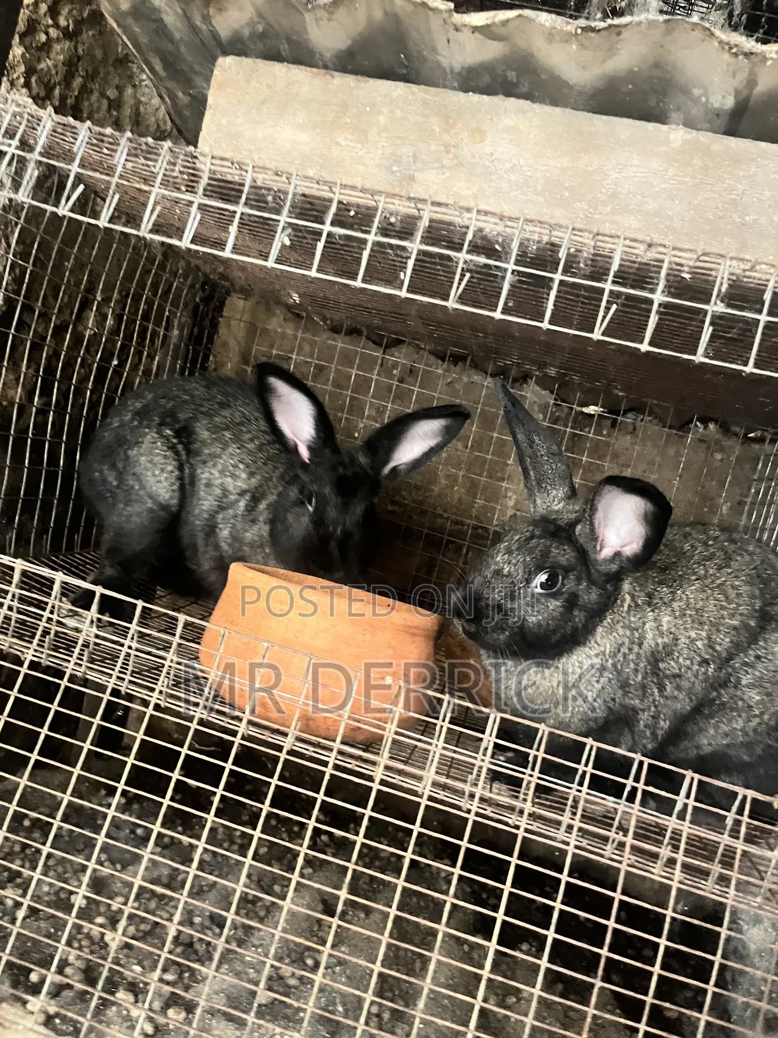 Male and Female Rabbits