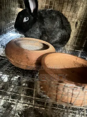 Female Rabbits