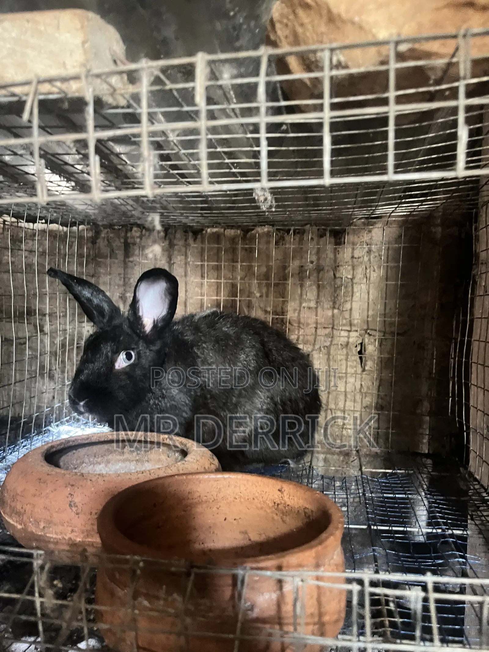 Female Rabbits