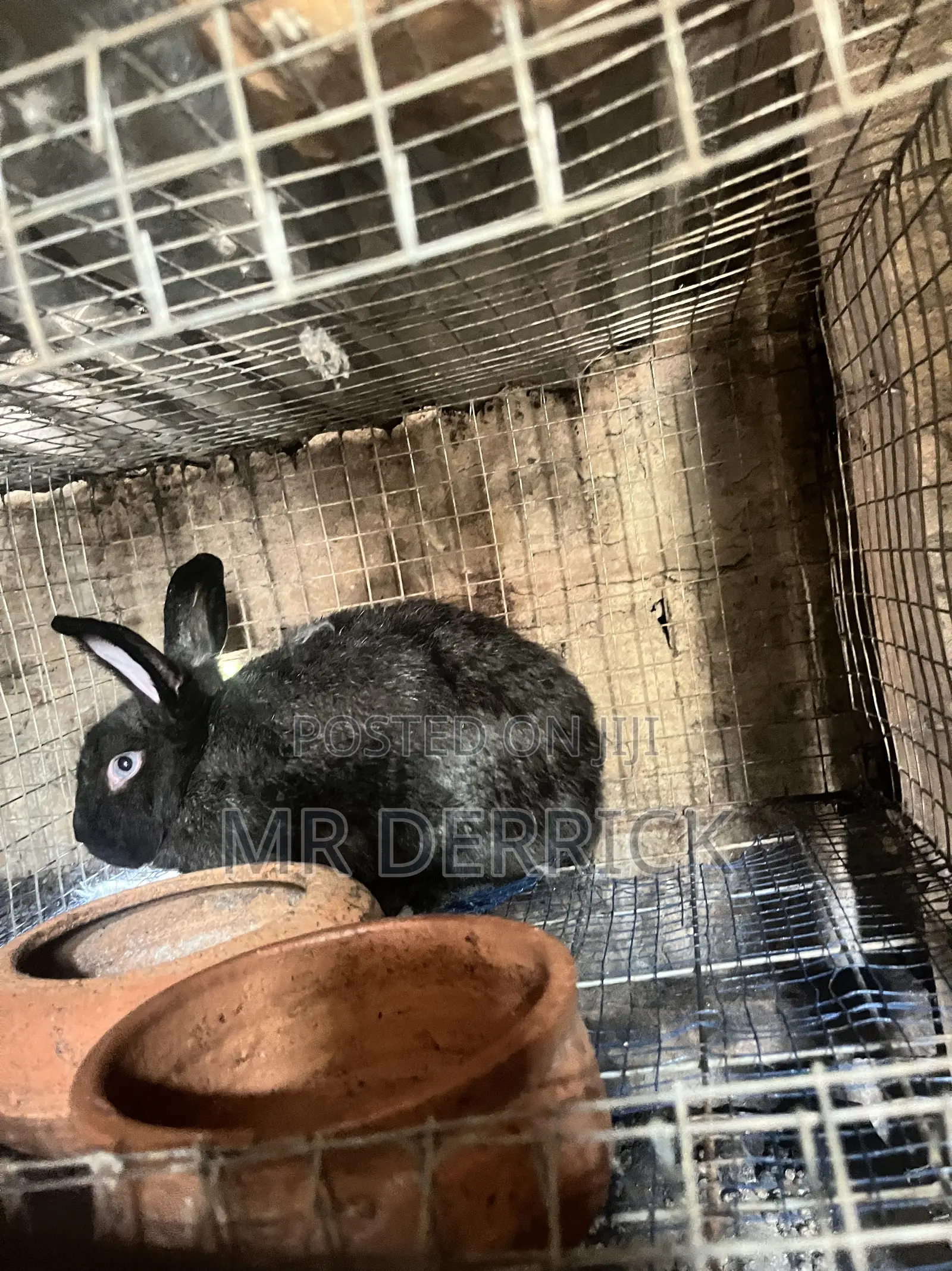 Female Rabbits