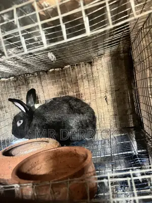 Female Rabbits