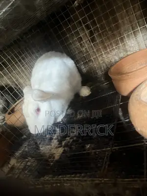 Female Rabbits