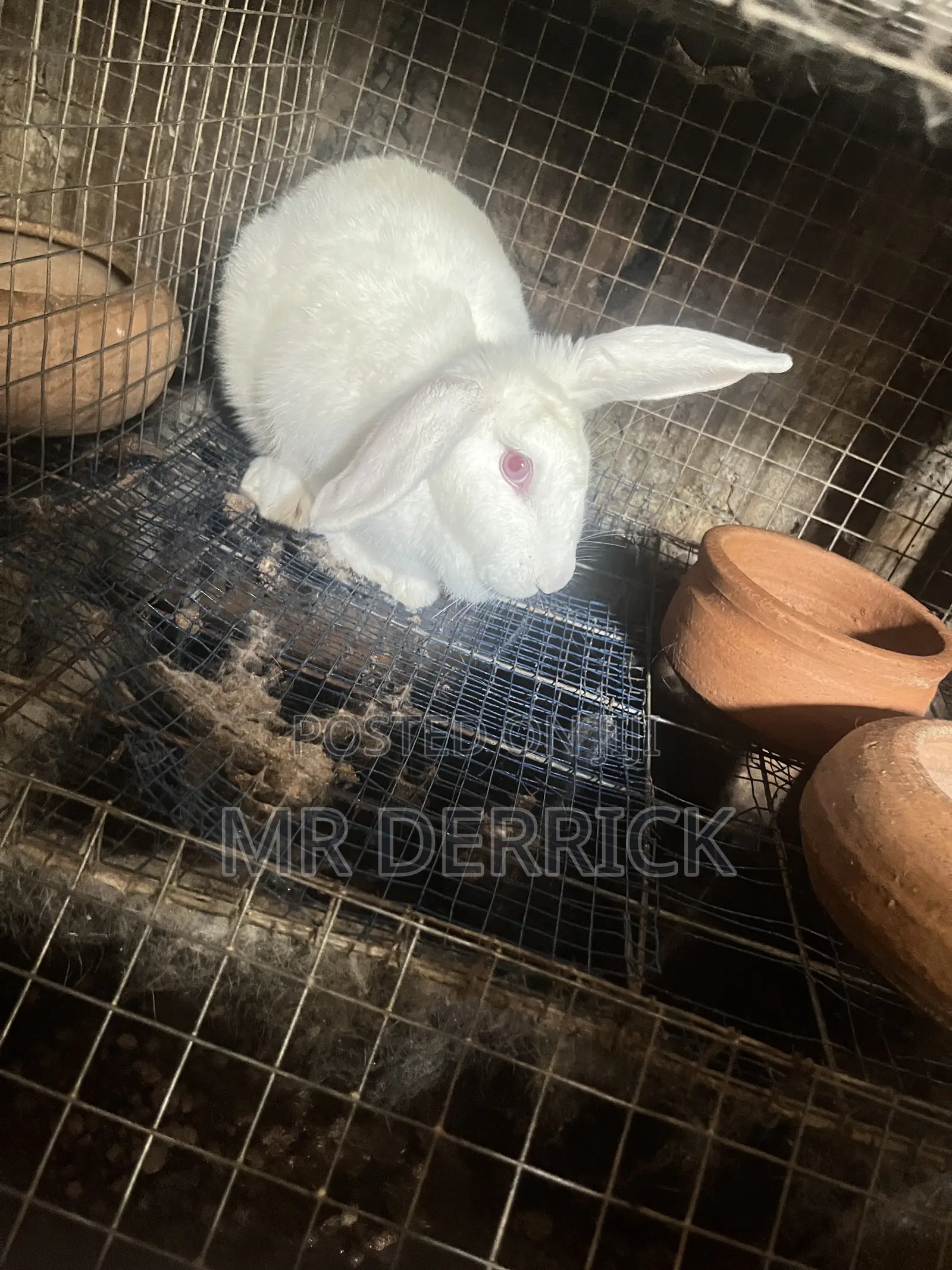 Female Rabbits