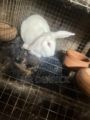 Female Rabbits
