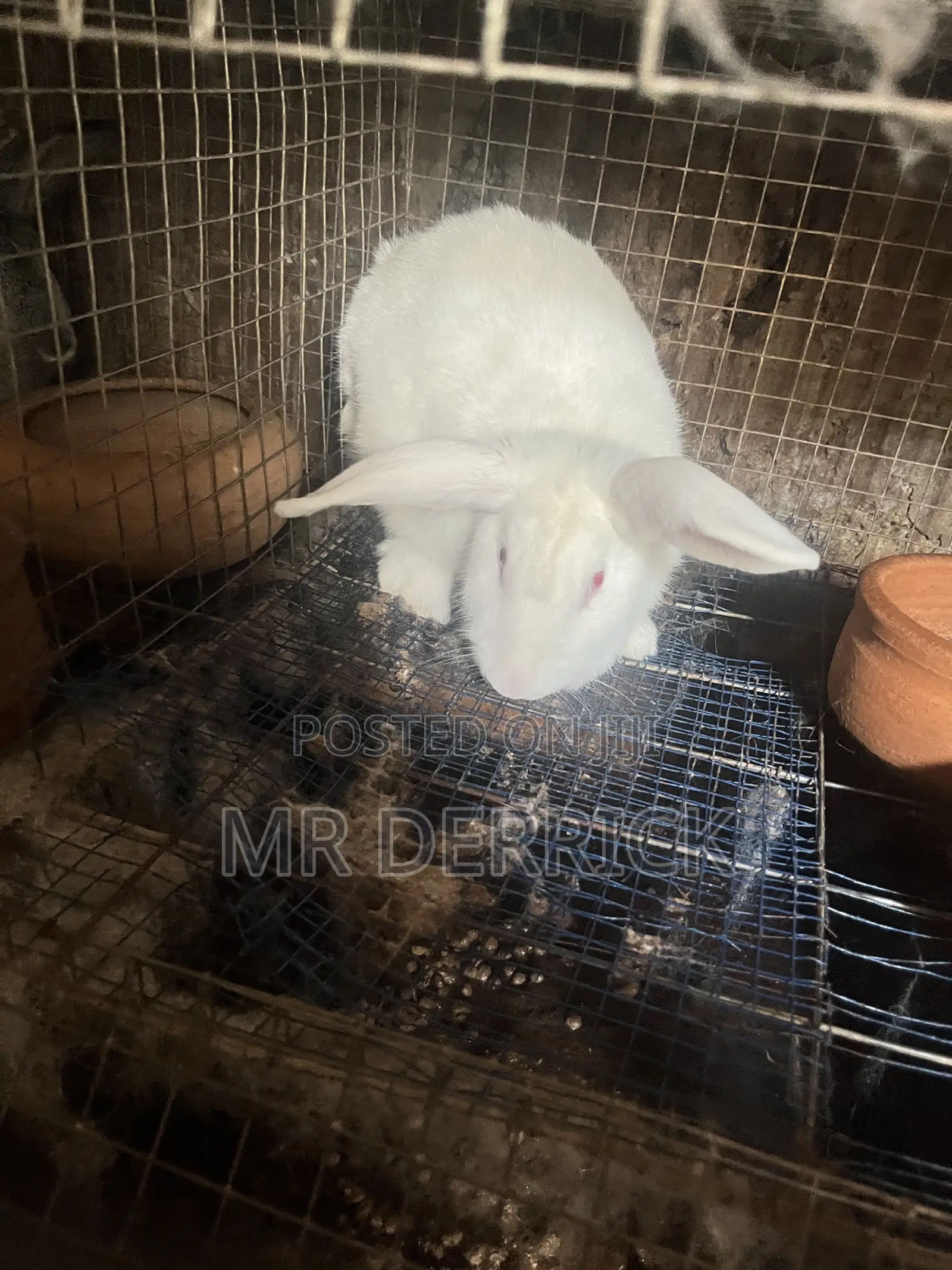 Female Rabbits