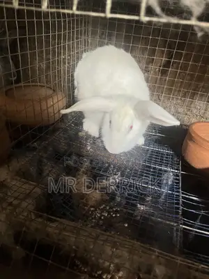 Female Rabbits