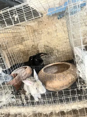 A Female Rabbits With 7 Bunnies