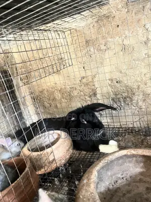 A Female Rabbits With 7 Bunnies