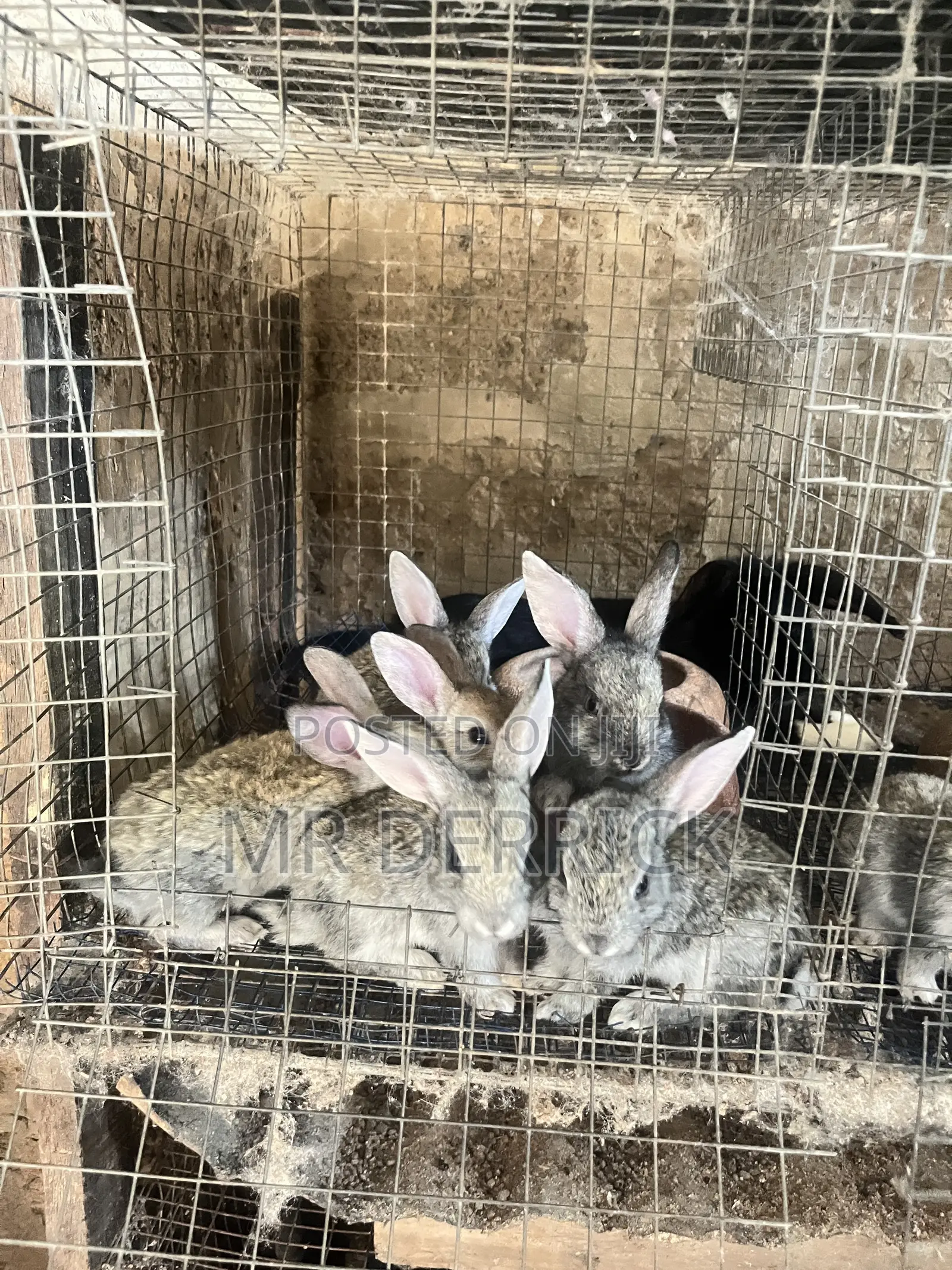 A Female Rabbits With 7 Bunnies