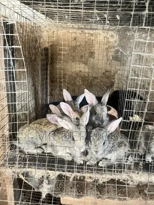 A Female Rabbits With 7 Bunnies