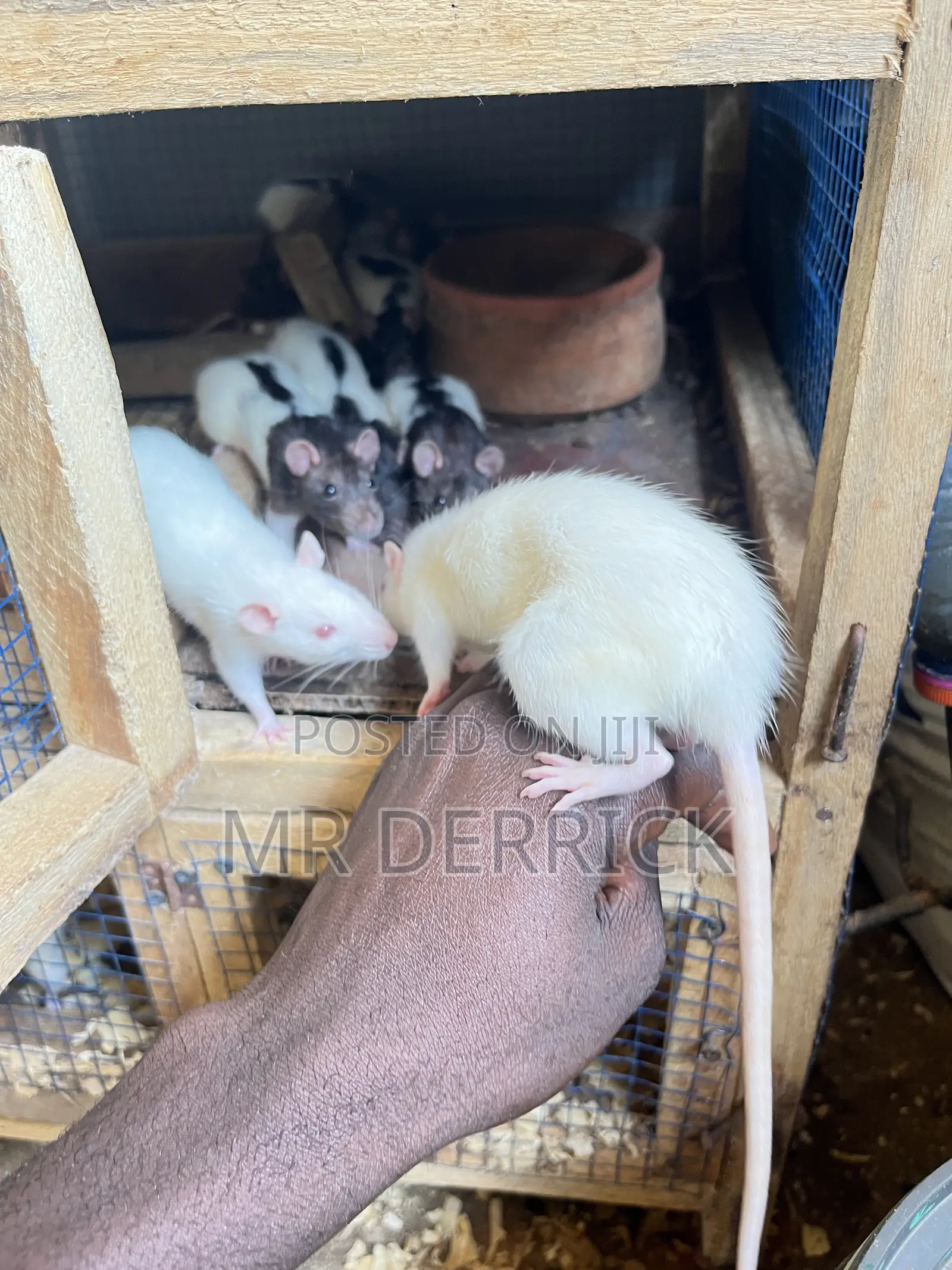 Albino Pet Mouse