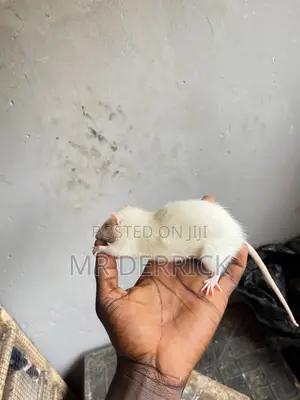 Albino Pet Mouse