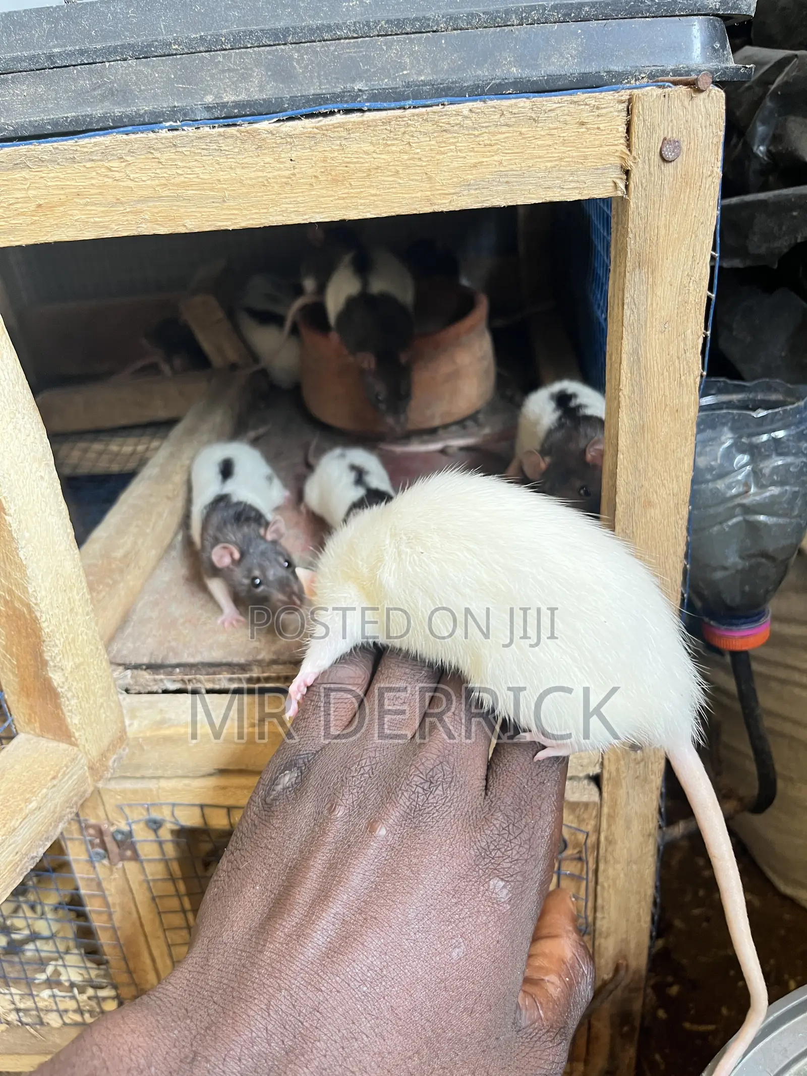 Albino Pet Mouse