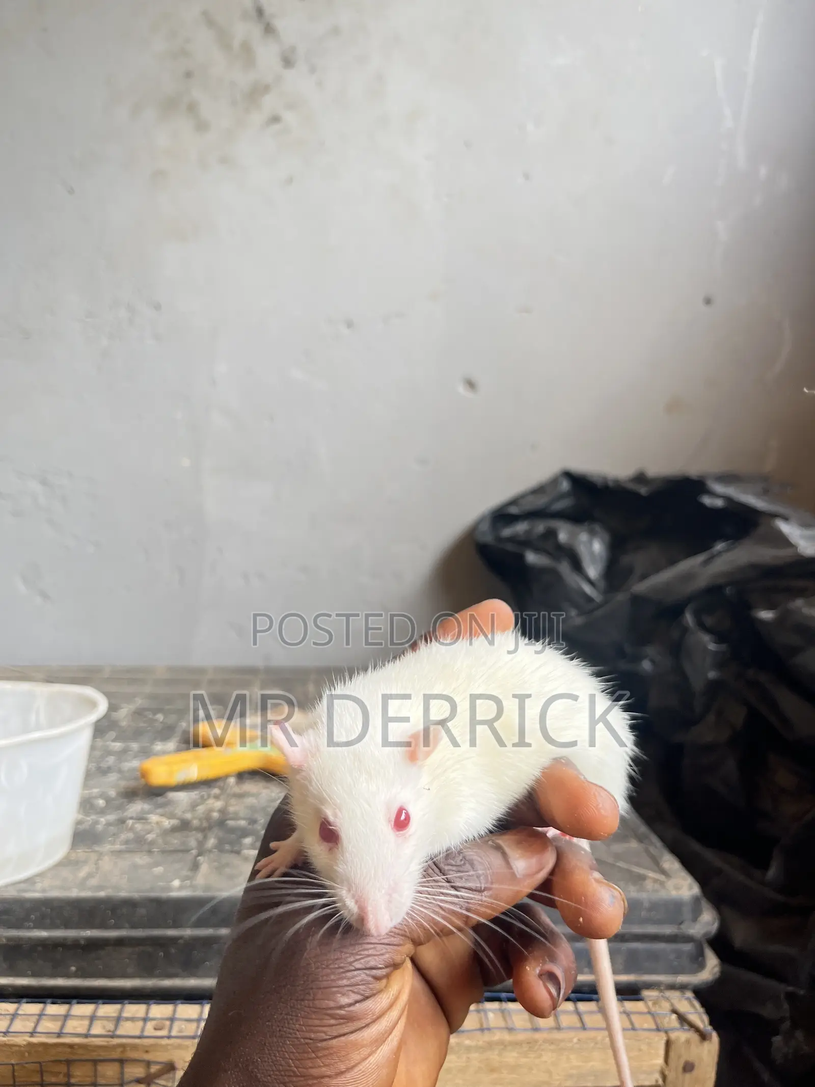 Albino Pet Mouse