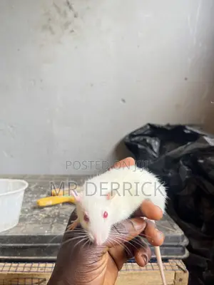 Albino Pet Mouse